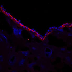 Laminin-1 antibody in Mouse Embryo by Immunohistochemistry (IHC-Fr).