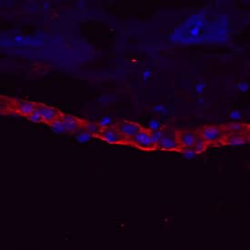 Laminin-1 antibody in Mouse Embryo by Immunohistochemistry (IHC-Fr).