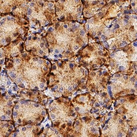 Laminin a3/Laminin-5 antibody in Human Stomach by Immunohistochemistry (IHC-P).