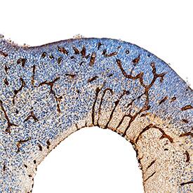 Laminin a4 antibody in Mouse Embryo by Immunohistochemistry (IHC-Fr).