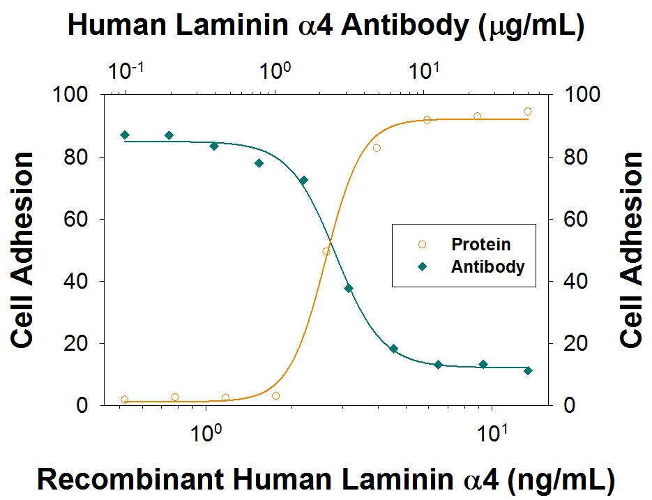 Adhesion Induced by Laminin  alpha4 and Neutralization by Human Laminin  alpha4 Antibody.