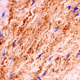 Laminin a4 antibody in Human Placenta by Immunohistochemistry (IHC-P).