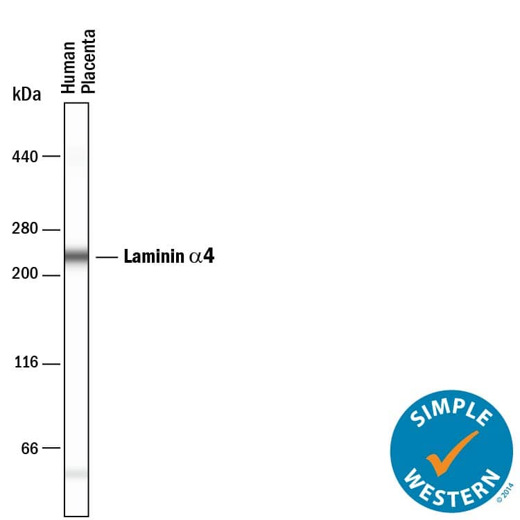 Detection of Human Laminin a4 antibody by Simple WesternTM.