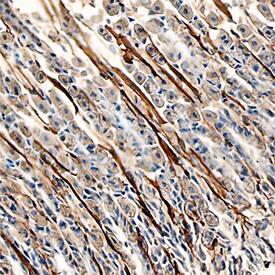 Laminin a4 antibody in Mouse Stomach by Immunohistochemistry (IHC-Fr).