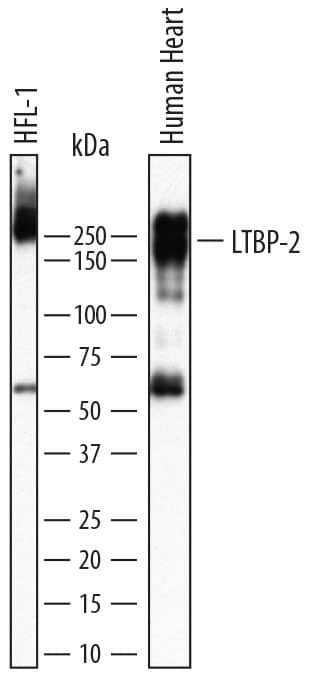 Detection of Human Latent TGF-beta  bp2/LTBP-2 antibody by Western Blot.