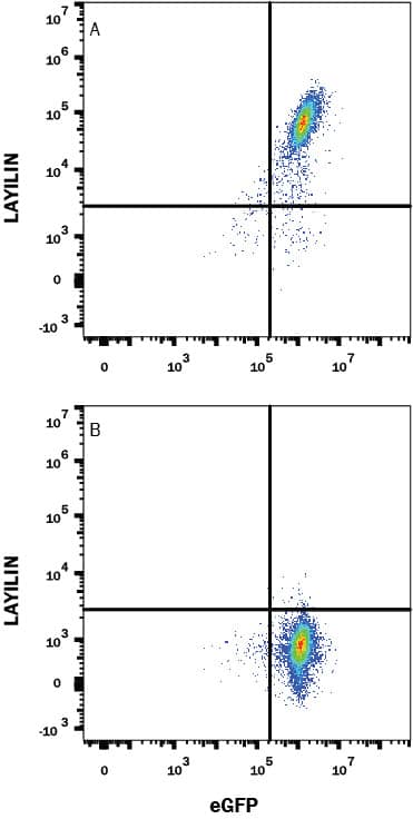 Detection of Layilin antibody in HEK293 Human Cell Line Transfected with Human Layilin and eGFP antibody by Flow Cytometry.