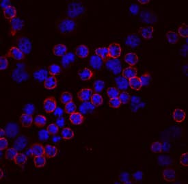 Lck antibody in Human PBMCs by Immunocytochemistry (ICC).