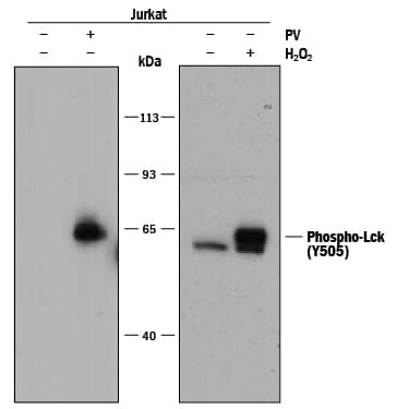 Detection of Human Phospho-Lck (Y505) antibody by Western Blot.