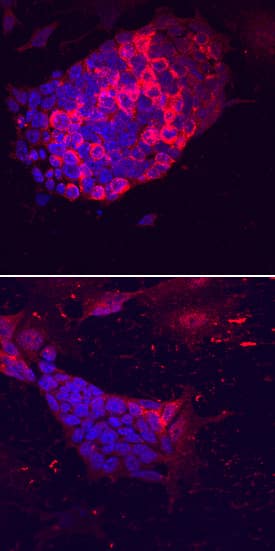 Lefty-2 antibody in D3 Mouse Stem Cell Line by Immunocytochemistry (ICC).