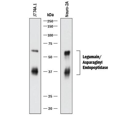 Detection of Mouse Legumain/Asparaginyl Endopeptidase antibody by Western Blot.