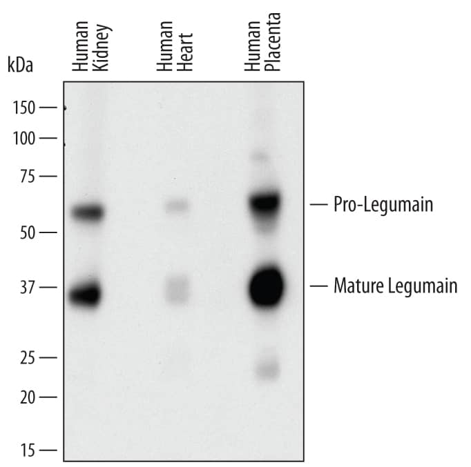 Detection of Human Legumain/ Asparaginyl Endopeptidase antibody by Western Blot.