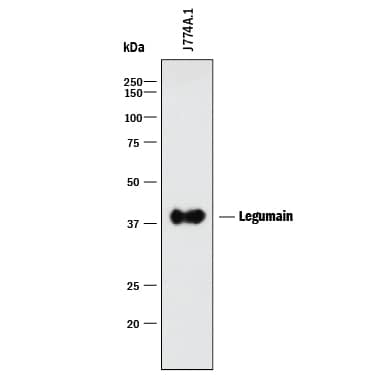 Detection of Mouse Legumain/Asparaginyl Endopeptidase antibody by Western Blot.