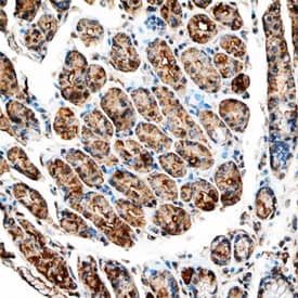 Leptin/OB antibody in Human Stomach by Immunohistochemistry (IHC-P).