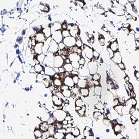 Leptin/OB antibody in Mouse Adipose Tissue by Immunohistochemistry (IHC-P).