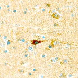 Leptin R antibody in Human Brain by Immunohistochemistry (IHC-P).