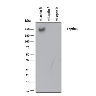 Detection of Recombinant Human Leptin R antibody by Western Blot.