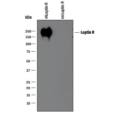 Detection of Recombinant Human Leptin R antibody by Western Blot.