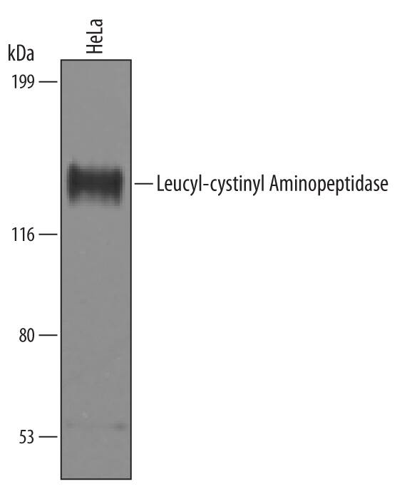 Detection of Human Leucyl-cystinyl Aminopeptidase/LNPEP antibody by Western Blot.