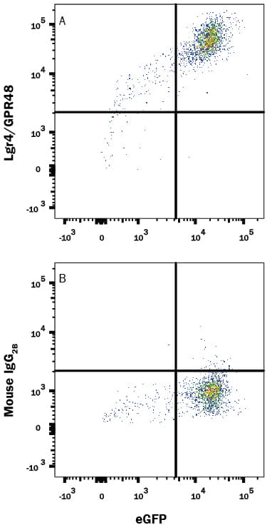 Detection of Lgr4/GPR48 antibody in HEK293 Human Cell Line Transfected with Human Lgr4/GPR48 and eGFP antibody by Flow Cytometry.