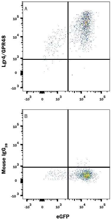 Detection of Lgr4/GPR48 antibody in HEK293 Human Cell Line Transfected with Human Lgr4/GPR48 and eGFP antibody by Flow Cytometry.