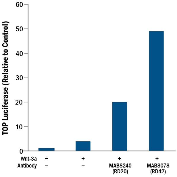 Human Lgr5/GPR49 Antibody Induces Activity.
