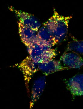 Lgr5/GPR49 antibody in HEK293 Human Cell Line Transfected with Mouse Lgf5/GPR49 by Immunocytochemistry (ICC).