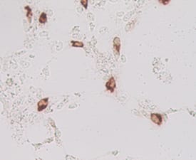 Lgr5/GPR49 antibody in Mouse Cells Transfected with Mouse Lgr5/GPR49 by Immunocytochemistry (ICC).