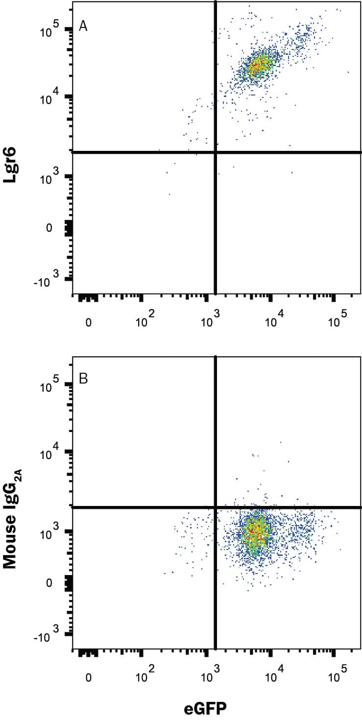 Detection of Lgr6 antibody in HEK293 Human Cell Line Transfected with Human Lgr6 and eGFP antibody by Flow Cytometry.