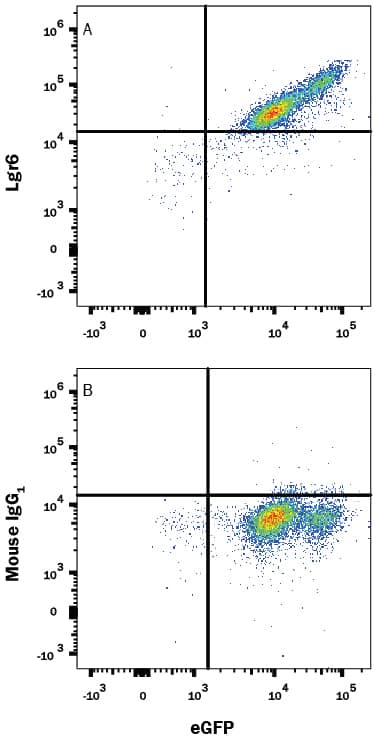 Detection of Lgr6 antibody in HEK293 Human Cell Line Transfected with Human Lgr6 and eGFP antibody by Flow Cytometry.