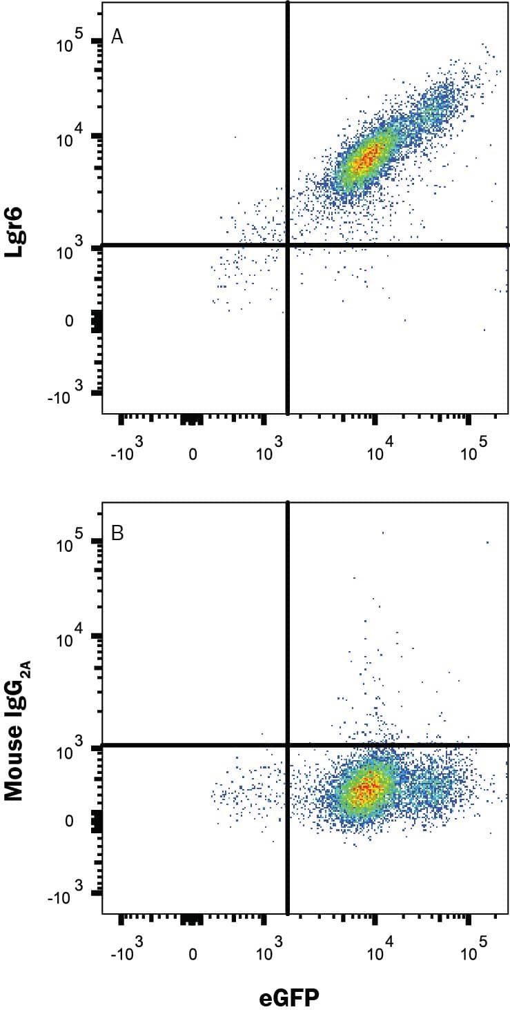 Detection of Lgr6 antibody in HEK293 Human Cell Line Transfected with Human Lgr6 and eGFP antibody by Flow Cytometry.