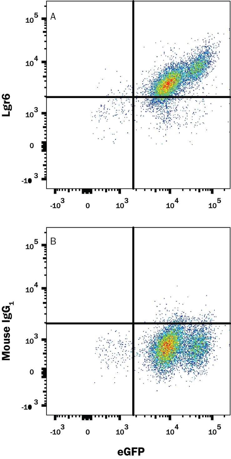 Detection of Lgr6 antibody in HEK293 Human Cell Line Transfected with Human Lgr6 and eGFP antibody by Flow Cytometry.