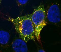 Lgr6 antibody in HEK293 Human Cell Line by Immunocytochemistry (ICC).