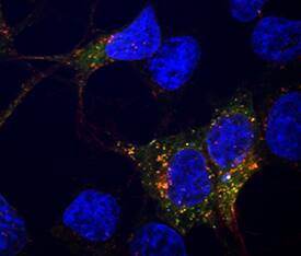 Lgr6 antibody in HEK293 Human Cell Line by Immunocytochemistry (ICC).
