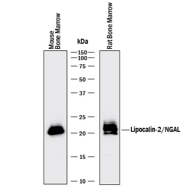 Detection of Mouse and Rat Lipocalin-2/NGAL antibody by Western Blot.