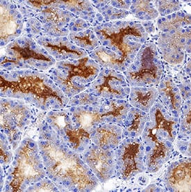 Lipocalin-2/NGAL antibody in Mouse Mammary Gland by Immunohistochemistry (IHC-Fr).