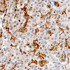 Lipocalin-2/NGAL antibody in Human Pancreas by Immunohistochemistry (IHC-P).