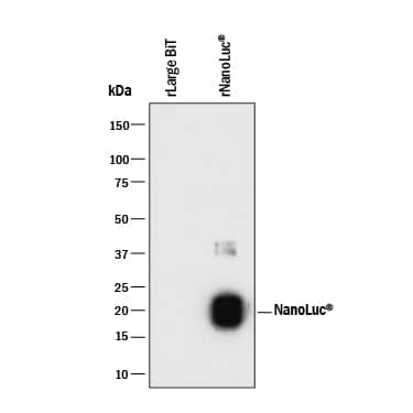 Detection of NanoLuc® Luciferase antibody by Western Blot.