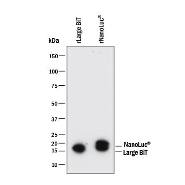 Detection of NanoLuc® Luciferase and Large BiT antibody by Western Blot.