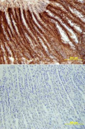 Lumican antibody in Mouse Intestine by Immunohistochemistry (IHC-Fr).