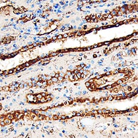 Lumican antibody in Human Kidney by Immunohistochemistry (IHC-P).