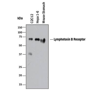 Detection of Mouse Lymphotoxin  betaR/TNFRSF3 antibody by Western Blot.