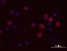Lyn antibody in Human PBMCs by Immunocytochemistry (ICC).