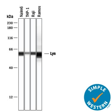 Detection of Human Lyn antibody by Simple WesternTM.