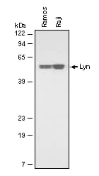 Detection of Human/Rat Lyn antibody by Western Blot.