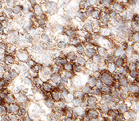 Lyp antibody in Human Lymph Node by Immunohistochemistry (IHC-P).