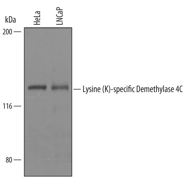 Detection of Human Lysine (K)-specific Demethylase 4C/KDM4C antibody by Western Blot.