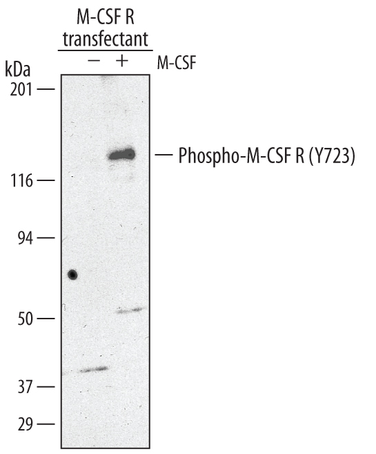 Detection of Human Phospho-M-CSF R/CD115 (Y723) antibody by Western Blot.