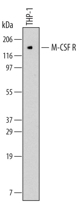 Detection of Human M-CSF R/CD115 antibody by Western Blot.