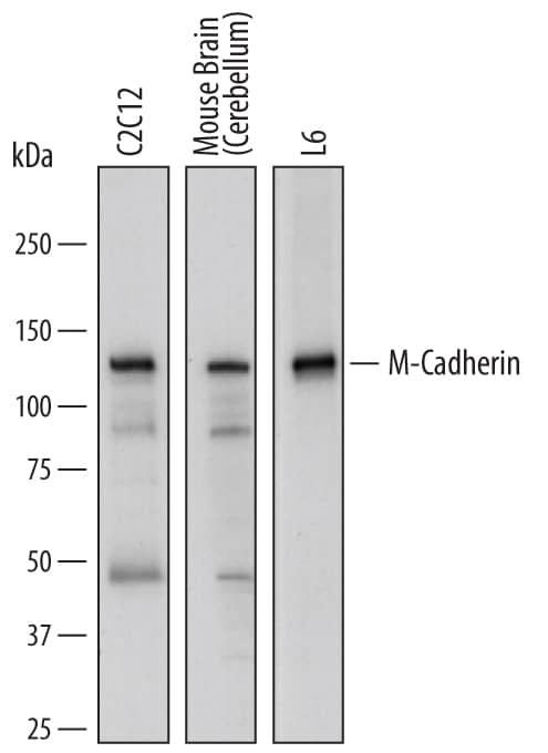 Detection of Mouse and Rat M-Cadherin/ Cadherin-15 antibody by Western Blot.