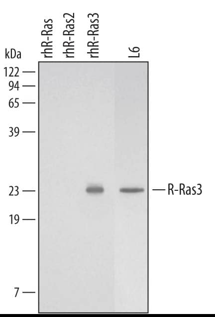 Detection of Human and Rat M-Ras/R-Ras3 antibody by Western Blot.